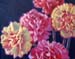 September Carnations